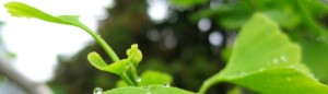cropped-ginko.jpg